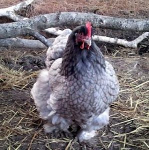 Molt Meatloaf: Much-Needed Protein During a Time of Regrowth Image